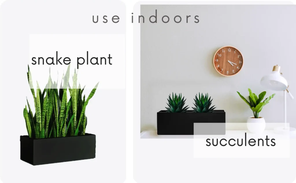 indoor planter to store succulents and big /snake plants