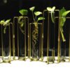 test tube planter