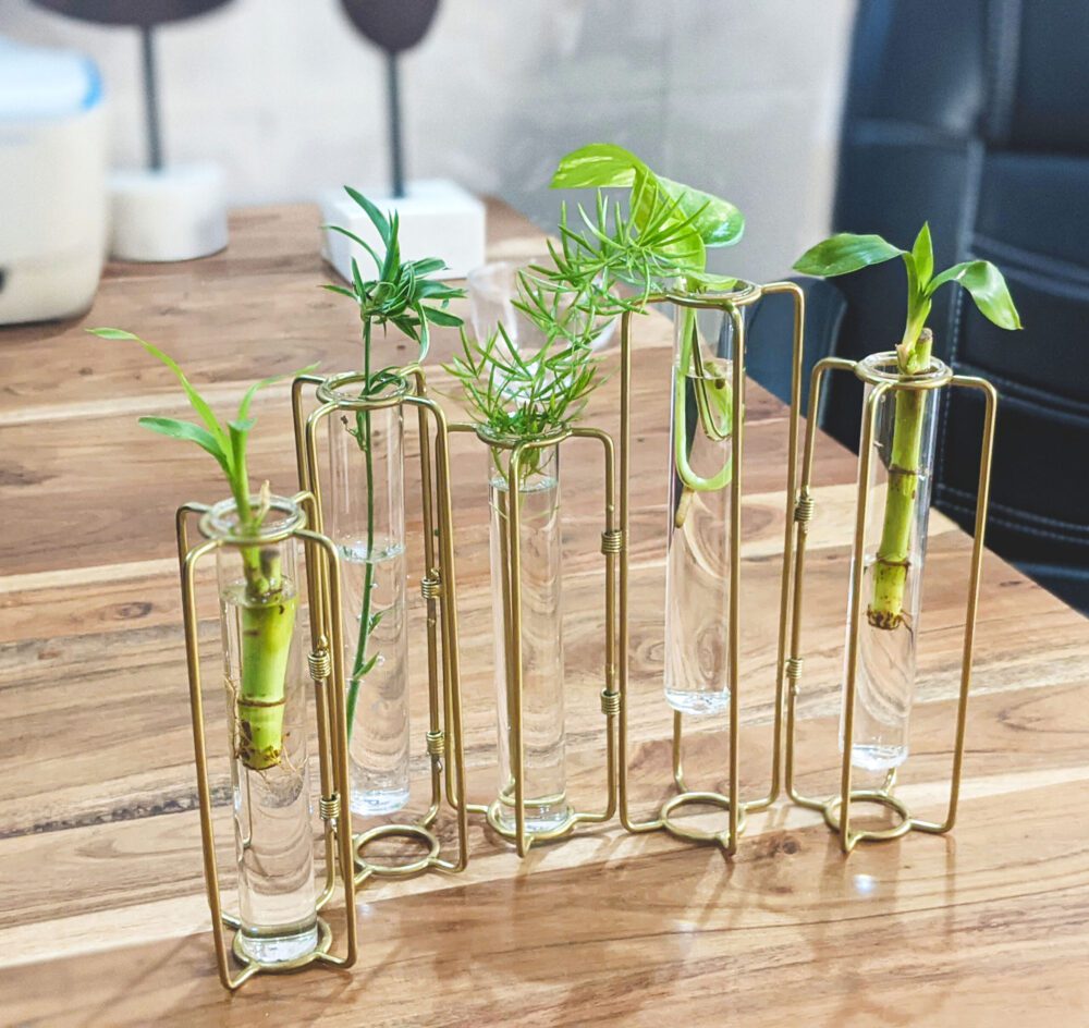MORii® Exclusive Planter, Glass Test Tube ; Set Of 5(test Tube+stand)