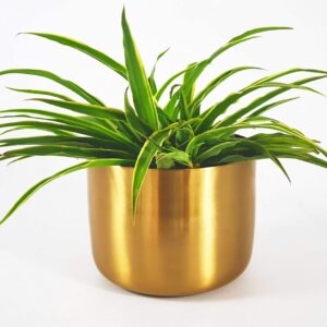 Limited Metal Pot Planter in Gold/Blue|  (Gold Blue, 6 inch Pot)