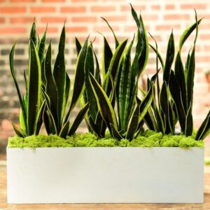 Rectangle Planter GREENNEST TOOLBOX – 1 white box planter